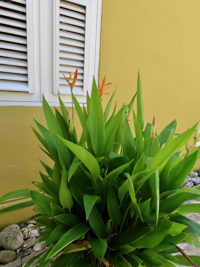 Historic Building The Palm Backyard Studio-Apartment Willemstad, Curacao Feel Home Away From Home Kültér fotó